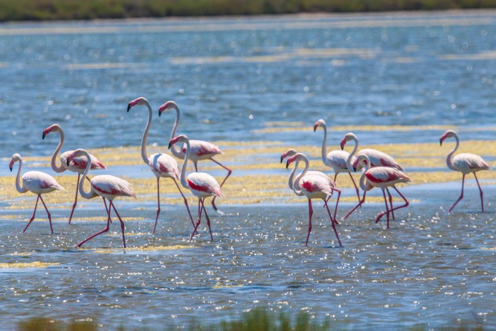 Brasilia Hotel Palavas-les-Flots Eksteriør bilde